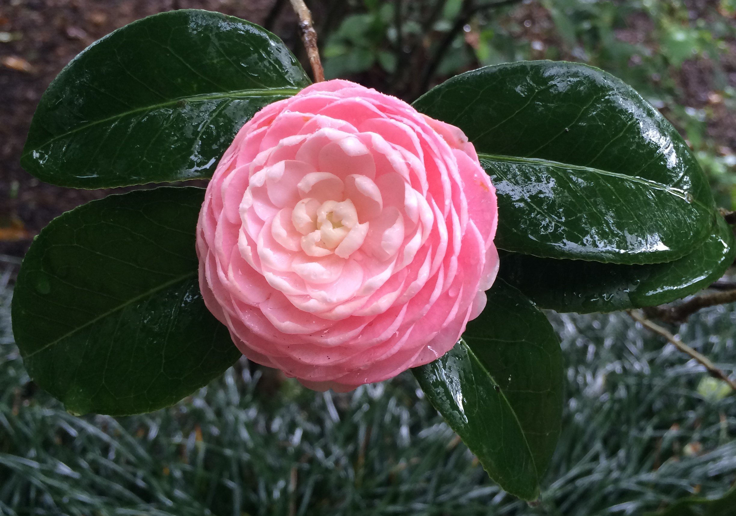 camellia